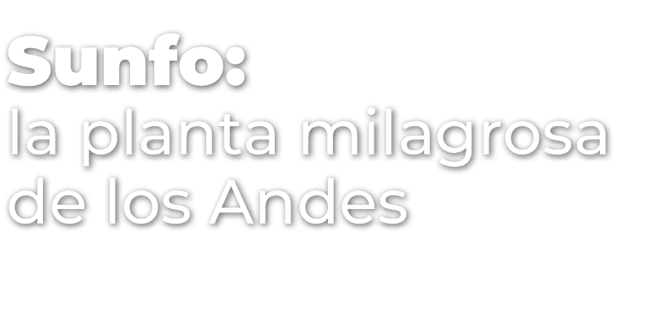 Sunfo: la planta milagrosa de los Andes